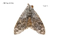 藏品(線茸毒蛾)的圖片